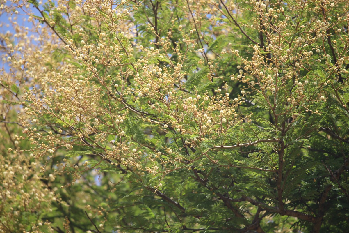 Vachellia leucophloea (Roxb.) Maslin, Seigler & Ebinger